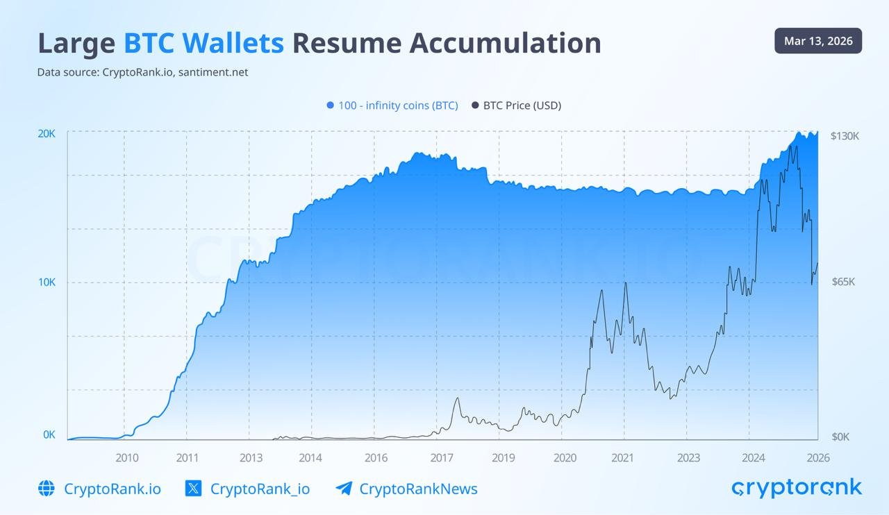 An on-chain analytics chart from CryptoRank/Santiment showing Bitcoin wallets holding more than 100 BTC (blue area fill) resuming accumulation. The chart overlays Bitcoin price (black line) from earlier years through 2026, with a noticeable upward inflection in the blue wallet count area during the recent price consolidation near $70K–$74K, indicating renewed buying by large holders (whales) after a prior plateau.